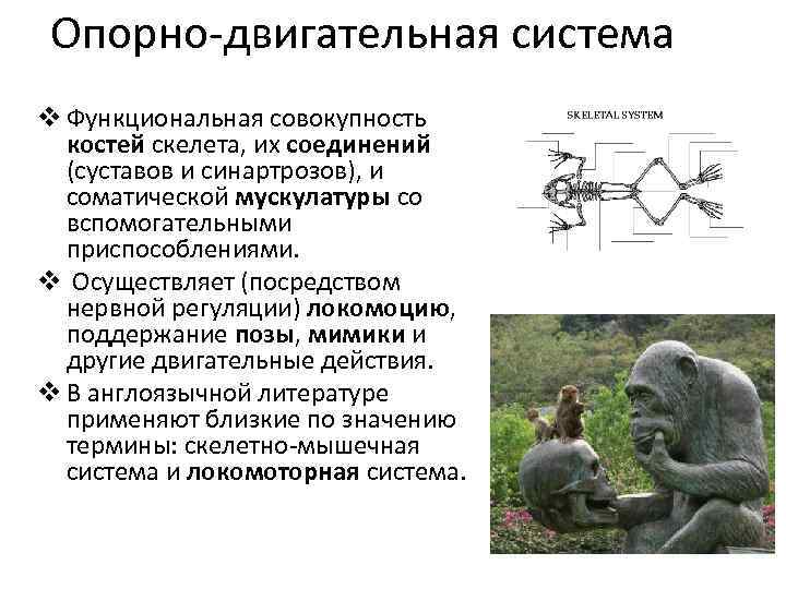 Опорно-двигательная система v Функциональная совокупность костей скелета, их соединений (суставов и синартрозов), и соматической