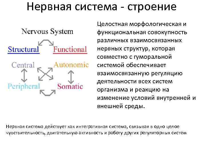 Нервная система - строение Целостная морфологическая и функциональная совокупность различных взаимосвязанных нервных структур, которая