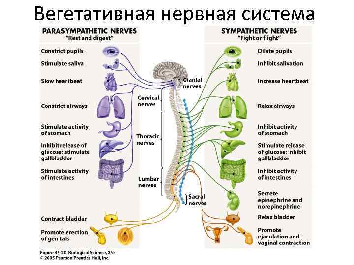 Вегетативная нервная система 