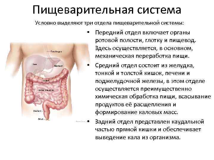 Пищеварительная система Условно выделяют три отдела пищеварительной системы: • Передний отдел включает органы ротовой