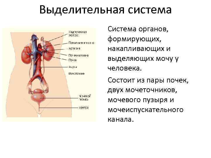 Выделительная система Система органов, формирующих, накапливающих и выделяющих мочу у человека. Состоит из пары