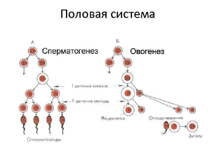 Половая система 