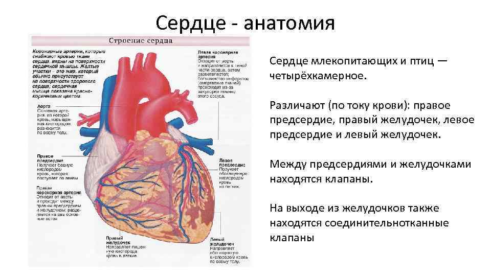 Между предсердиями и желудочками находятся. Строение сердца млекопитающих. Сердце птиц и млекопитающих. Сердце человека четырехкамерное. Сердце млекопитающих анатомия.