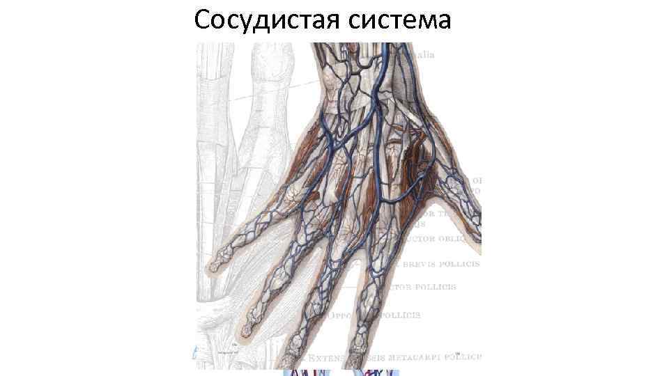 Сосудистая система 