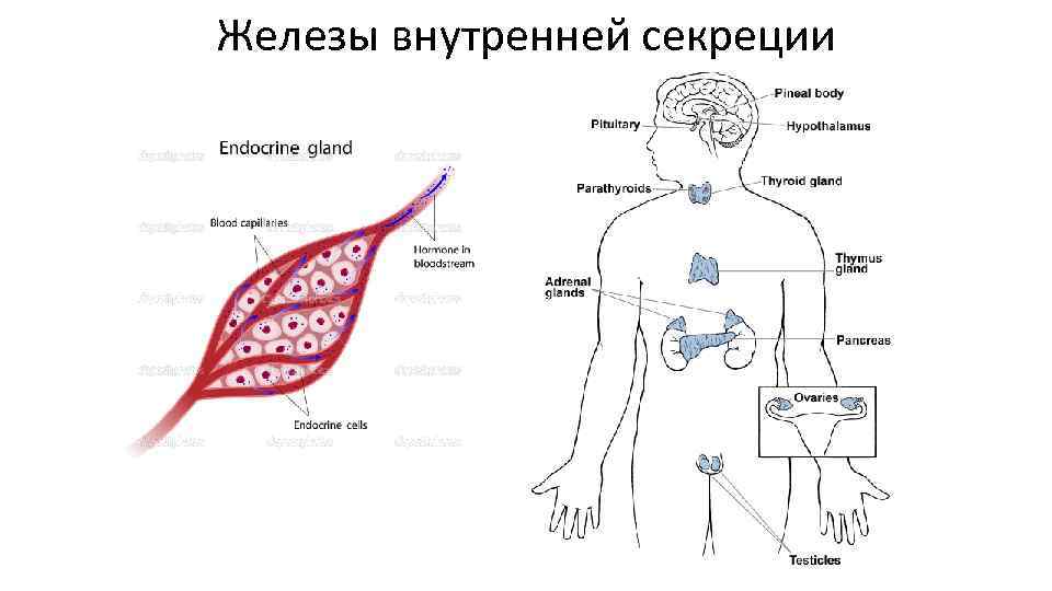 Железы внутренней секреции 