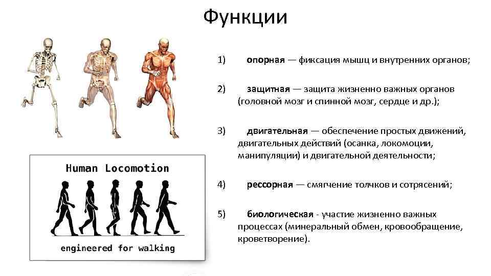 Функции опорно двигательной системы. ОДС человека. Опорная защитная двигательная функция. Роль опорно-двигательной системы в жизни человека. Основные функции опорно двигательной системы.