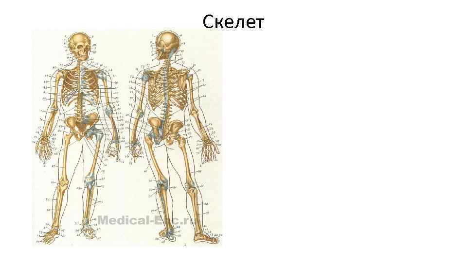 Скелет 