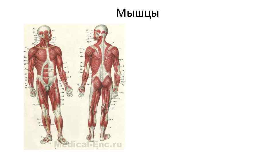 Мышцы 