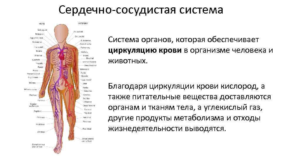 8 класс биология презентация на тему общий обзор организма