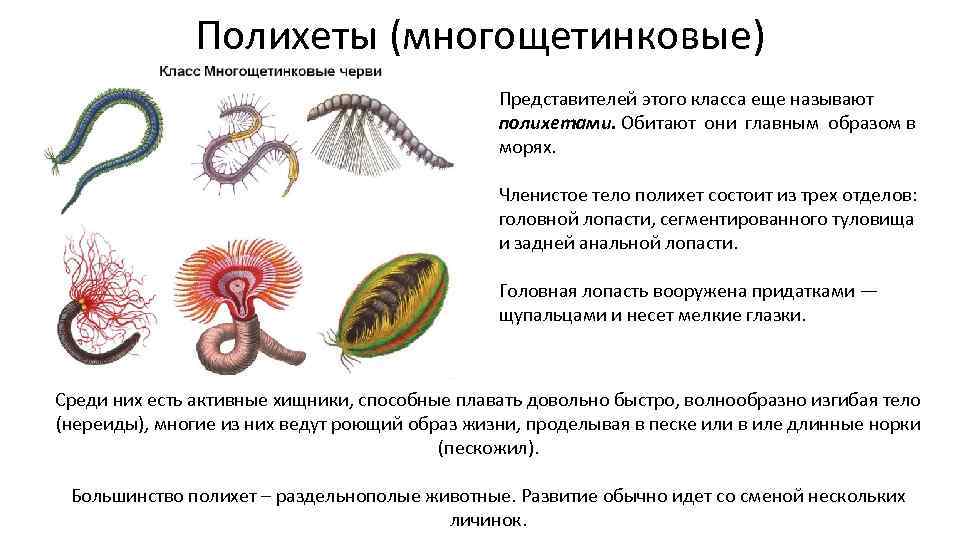 Полихеты (многощетинковые) Представителей этого класса еще называют полихетами. Обитают они главным образом в морях.