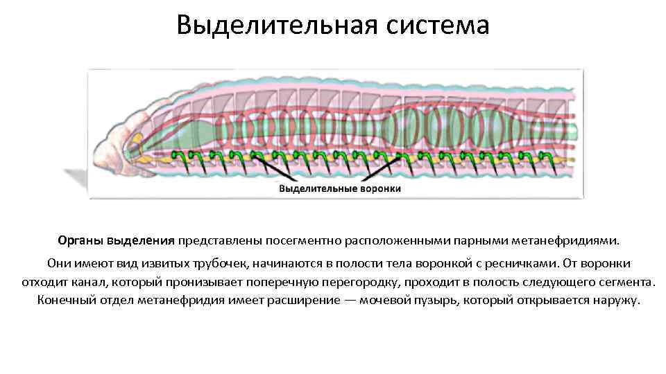 Выделительная система круглых червей. Выделительная система кольчатых червей. Кольчатые черви системы органов. Системы органов кольчатых червей. Выделительная система круглых червей метанефридии.