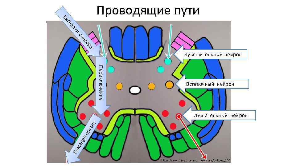 Нейрон схема вставочный