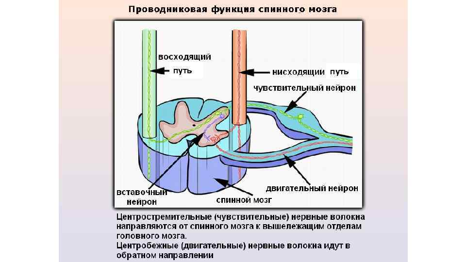 путь 