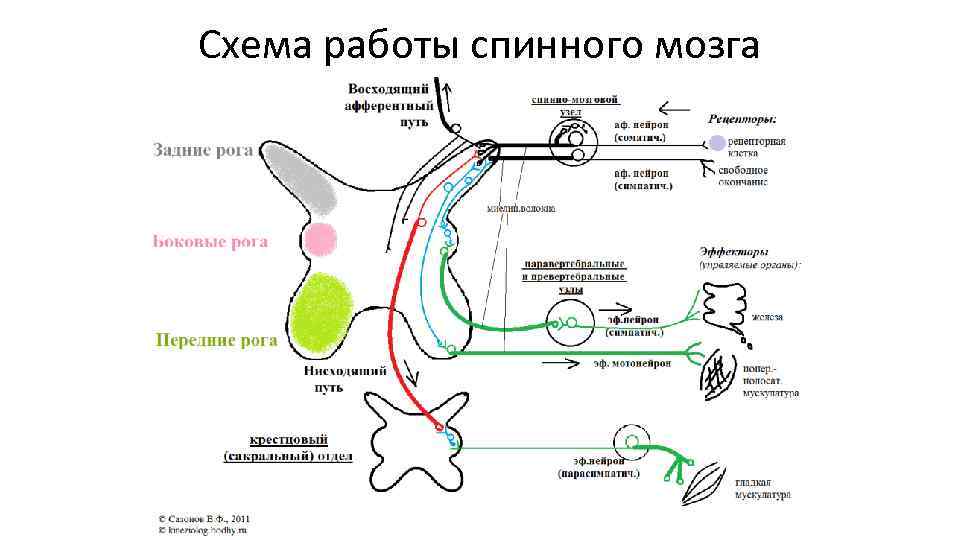 Схема строения спинного мозга