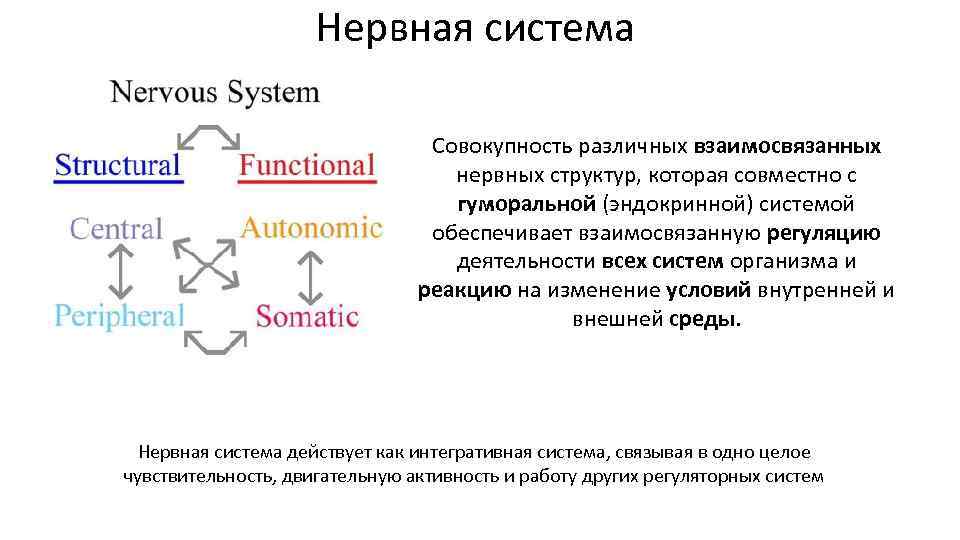 Нервная система Совокупность различных взаимосвязанных нервных структур, которая совместно с гуморальной (эндокринной) системой обеспечивает