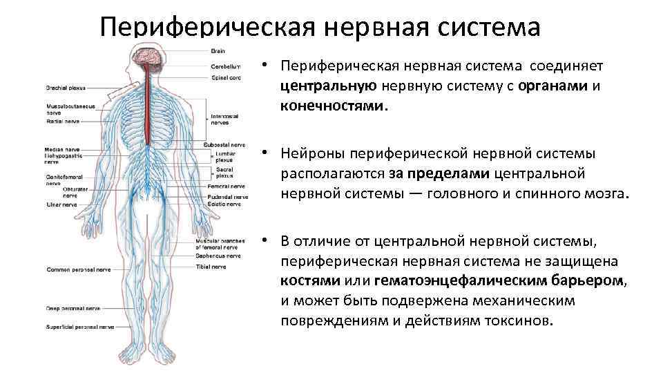 Название органа периферической нервной системы человека. Строение нервной системы нервная система ЦНС периферическая. Строение и функции нерв системы. Основные отделы центральной нервной системы человека схема. Анатомия и физиология периферической нервной системы.