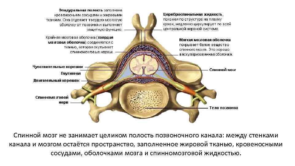 Спинной мозг не занимает целиком полость позвоночного канала: между стенками канала и мозгом остаётся