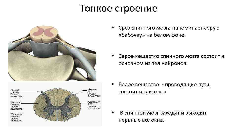 Передний столб спинного мозга. Тонкое строение спинного мозга. Структуры серого и белого вещества спинного мозга. Серое и белое вещество спинного мозга. Схема распределения серого и белого вещества спинном мозге.