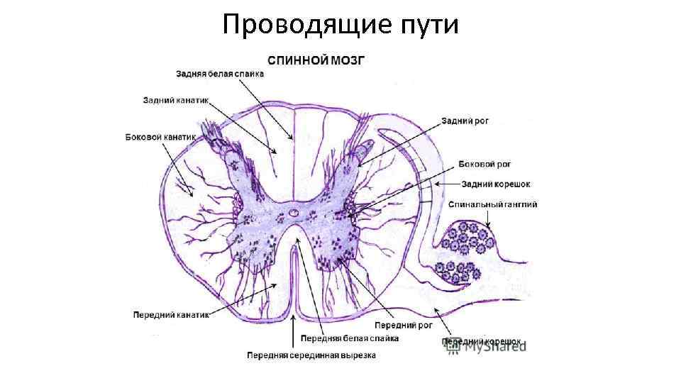 4 проводящие пути. Что такое задние канатики в строении спинного мозга. Задняя серая спайка спинного мозга. Задние канатики белого вещества спинного мозга функции. Проводящие пути заднего рога спинного мозга.