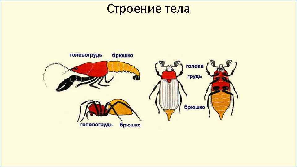 Строение тела 