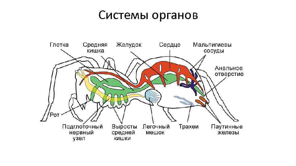 Системы органов 