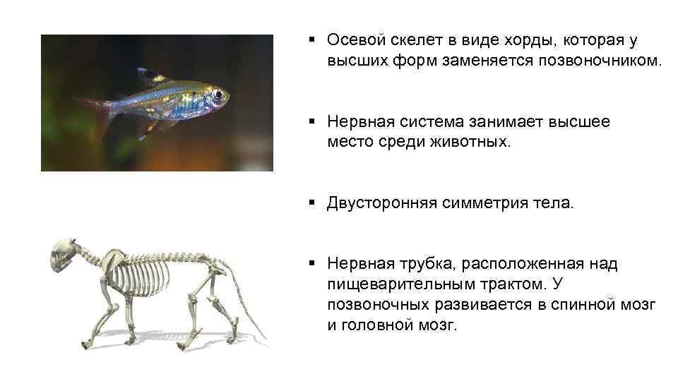 Нервная система хордовых животных представляет собой