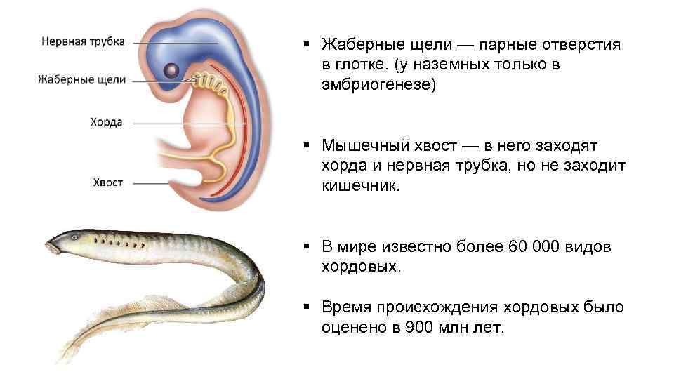 Три полости тела