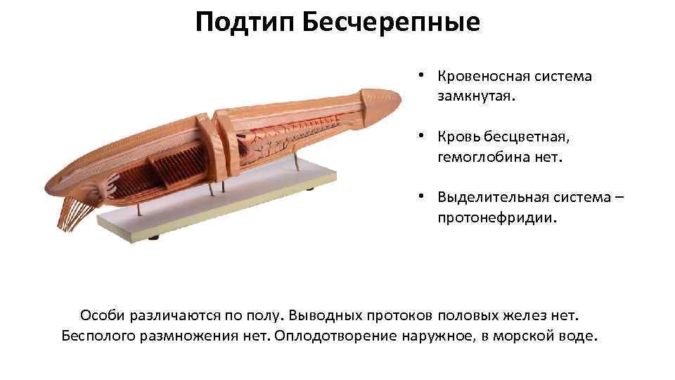 Подтип бесчерепные. Выделительная система бесчерепных. Подтип Бесчерепные выделительная система. Выделительная система Тип Хордовые класс Ланцетники. Выделительная система ланцетника 7 класс.