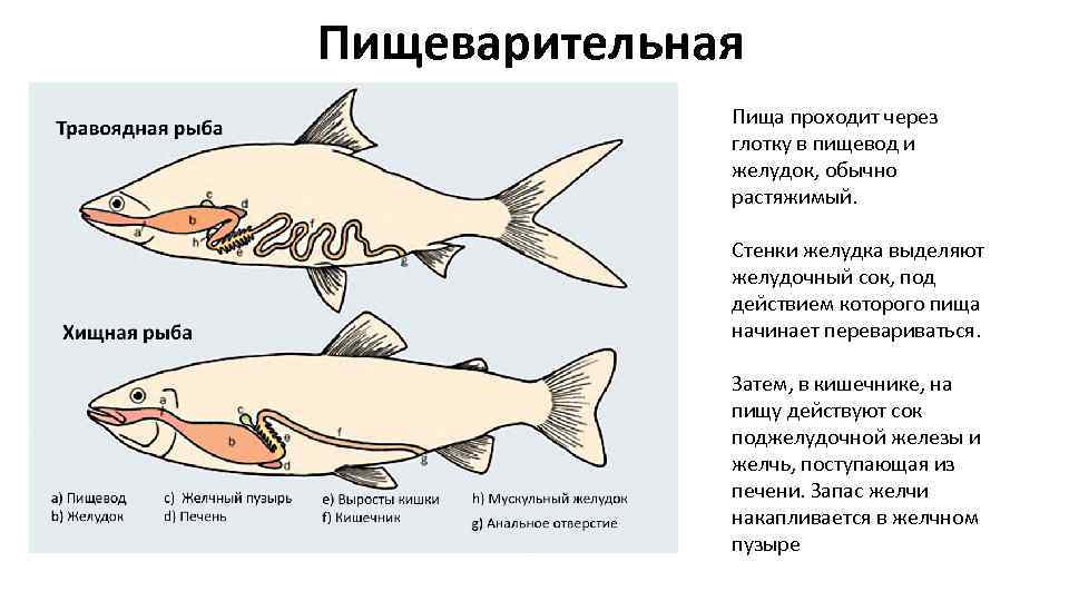 Пищеварительные органы рыб. Пищеварительное строение рыб. Пищеварительная система хищных рыб. Пищеварительная система рыб строение и функции. Пищеварительная система костных рыб.