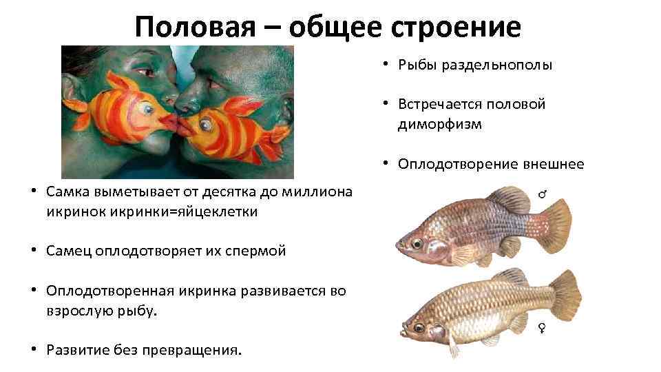 Какое оплодотворение характерно для костных рыб. Внешнее оплодотворение у рыб. Надкласс рыбы оплодотворение. Внутреннее оплодотворение у рыб. Половой диморфизм у рыб.