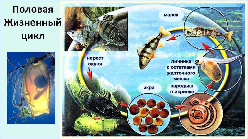 Половая Жизненный цикл 