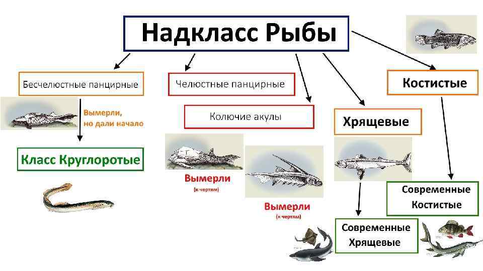 Схема классификации типа хордовых