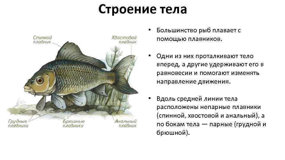 Спинной плавник у рыб