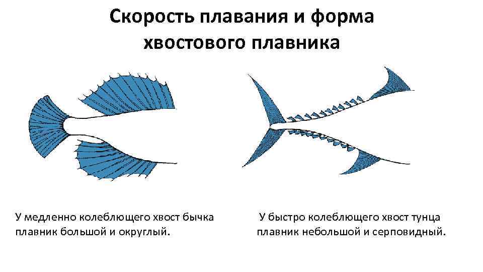 Скорость плавания и форма хвостового плавника У медленно колеблющего хвост бычка плавник большой и