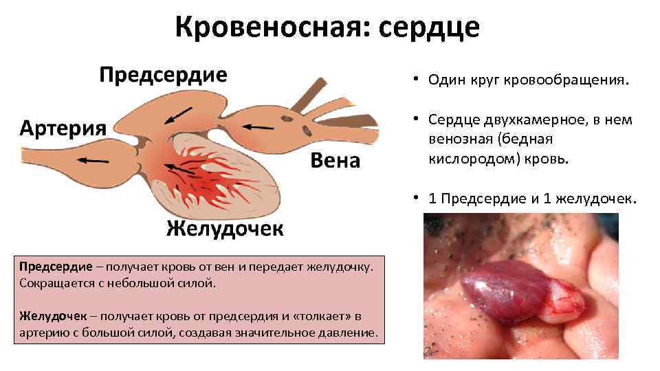 Кровеносная: сердце • Один круг кровообращения. • Сердце двухкамерное, в нем венозная (бедная кислородом)
