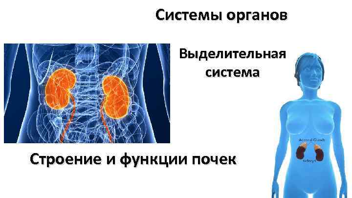 Системы органов Выделительная система Строение и функции почек 