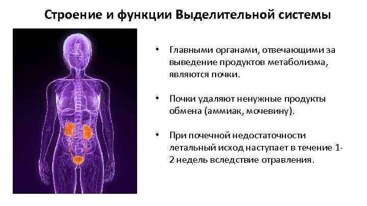 Строение и функции Выделительной системы • Главными органами, отвечающими за выведение продуктов метаболизма, являются