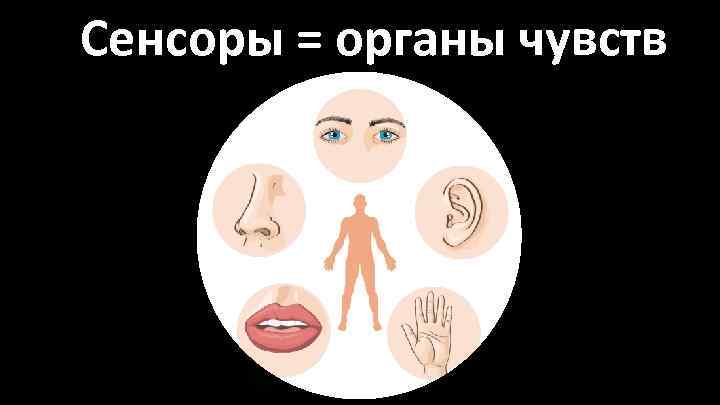 Сенсоры = органы чувств 