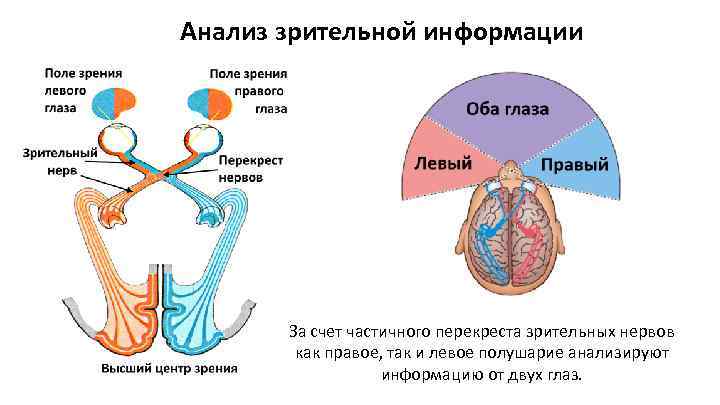 Анализ зрительной информации За счет частичного перекреста зрительных нервов как правое, так и левое