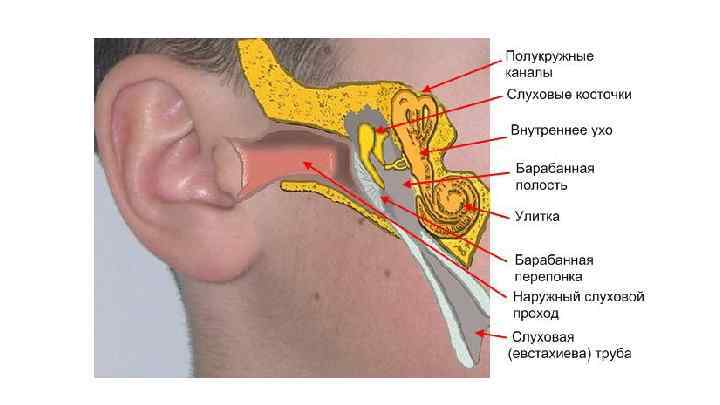 Строение ухо горло носа человека фото с описанием