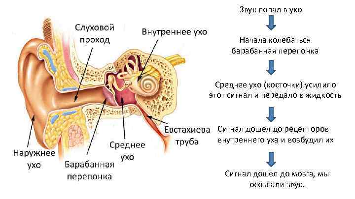 Звук попал в ухо Начала колебаться барабанная перепонка Среднее ухо (косточки) усилило этот сигнал