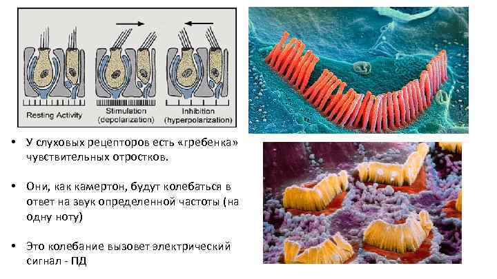  • У слуховых рецепторов есть «гребенка» чувствительных отростков. • Они, как камертон, будут