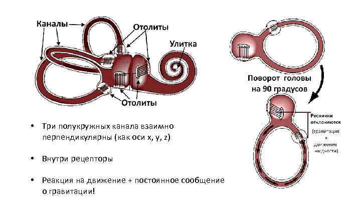  • Три полукружных канала взаимно перпендикулярны (как оси x, y, z) • Внутри