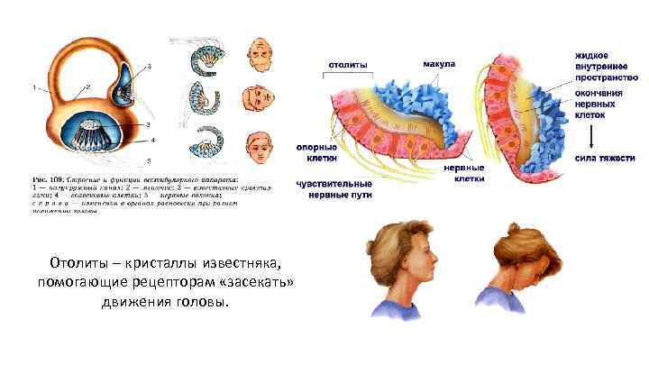 Отолиты – кристаллы известняка, помогающие рецепторам «засекать» движения головы. 