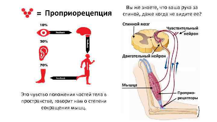 Вы же знаете, что ваша рука за спиной, даже когда не видите ее? Это