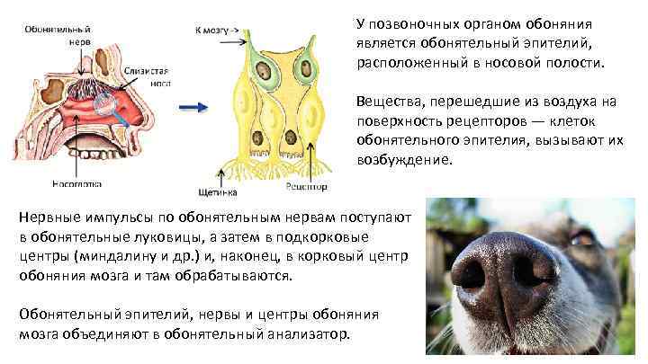 Органы обоняния у млекопитающих. Орган обоняния анатомия животных. Строение обонятельного анализатора собак.