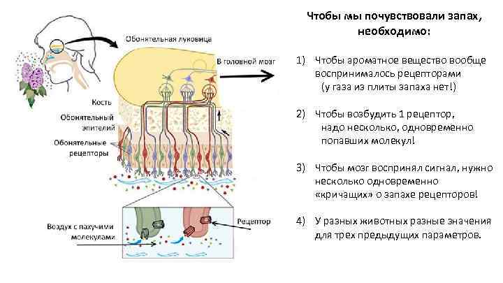 Чтобы мы почувствовали запах, необходимо: 1) Чтобы ароматное вещество вообще воспринималось рецепторами (у газа
