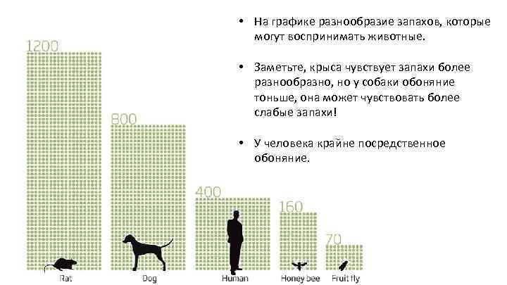  • На графике разнообразие запахов, которые могут воспринимать животные. • Заметьте, крыса чувствует