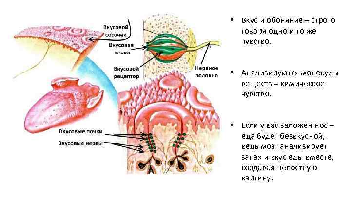  • Вкус и обоняние – строго говоря одно и то же чувство. •