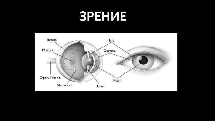 ЗРЕНИЕ 